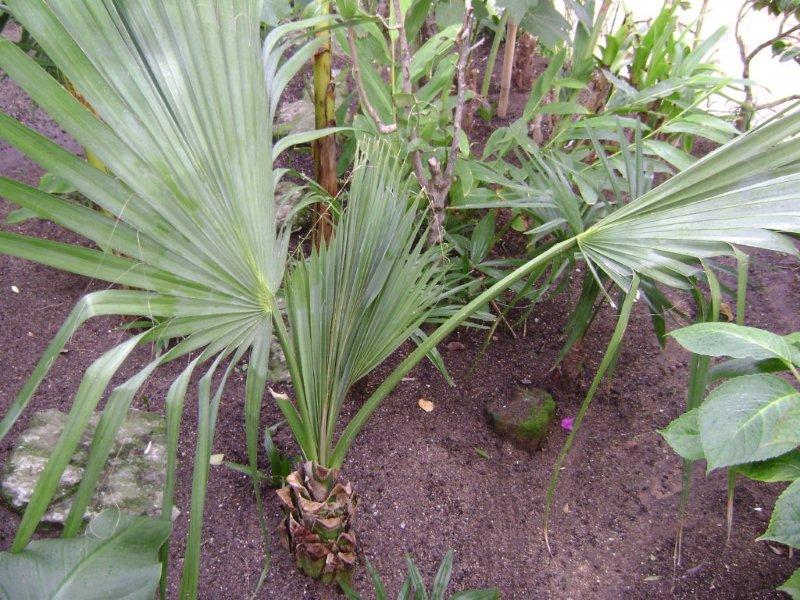 Sabal minor.jpg