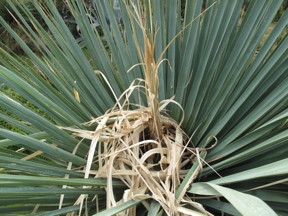 Nolina nelsonii, inflorescence avortée..jpg