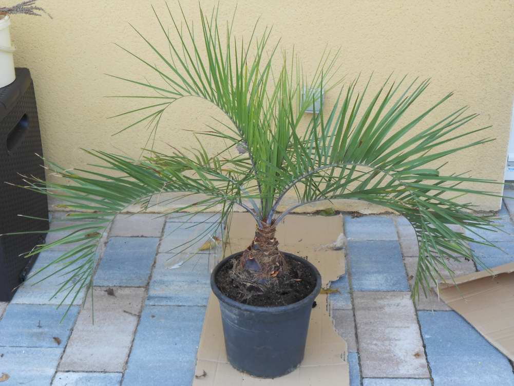 butia ériospatha.JPG