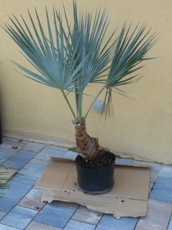 brahéa sp.super silver.JPG