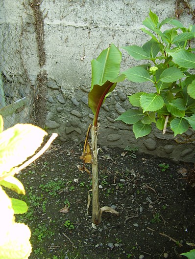 014.24 mai 2012.JPG