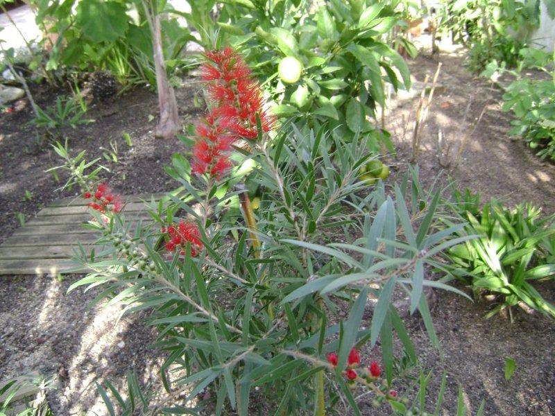 Callistemon inconnu.jpg