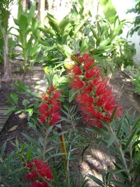 002 Callistemon inconnu.jpg