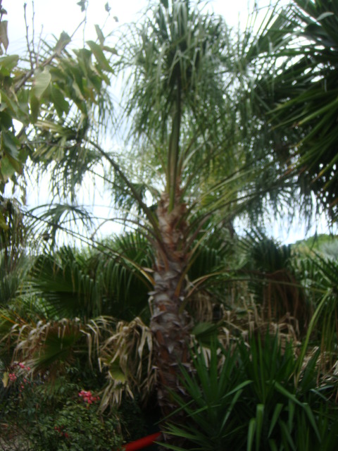 villa caryota 027.jpg