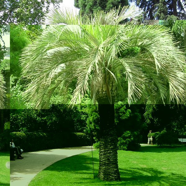 600px-Butia_capitata_Madrid.jpg