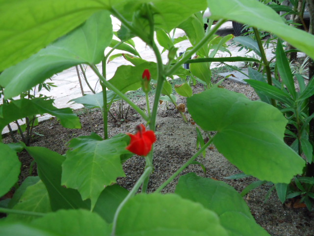 DSC01032.JPG