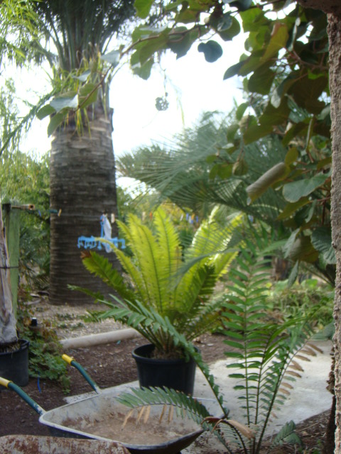 villa caryota 041.jpg