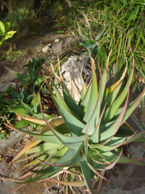 villa caryota 029.jpg