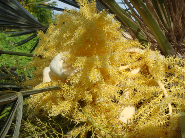 campestris en floraison