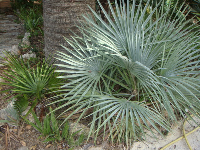 braheas decumbens