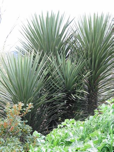 Yucca.jpg