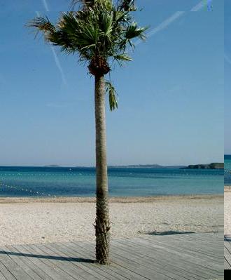 SIX FOURS PLAGE BONNEGRACE COPERNICIA ALBA 2.jpg
