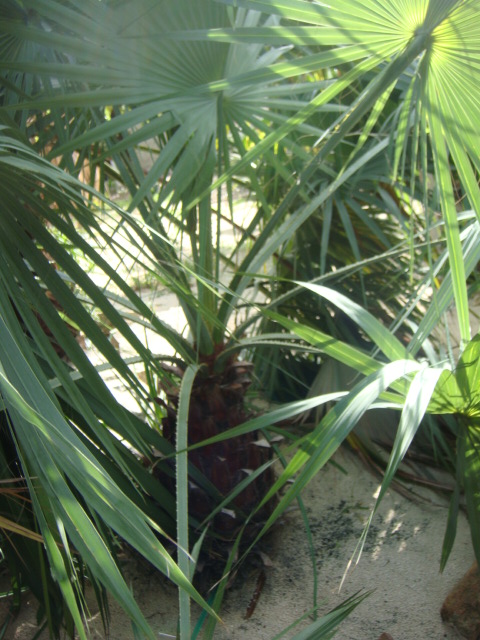 brahéa acculéata