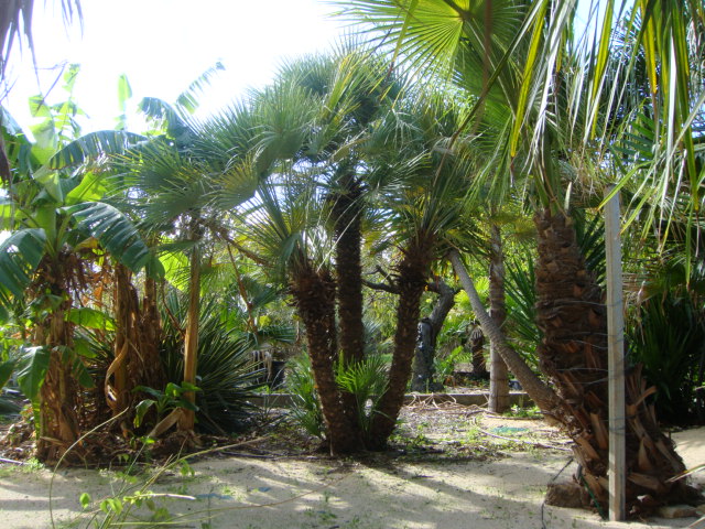 villa caryota 045.jpg