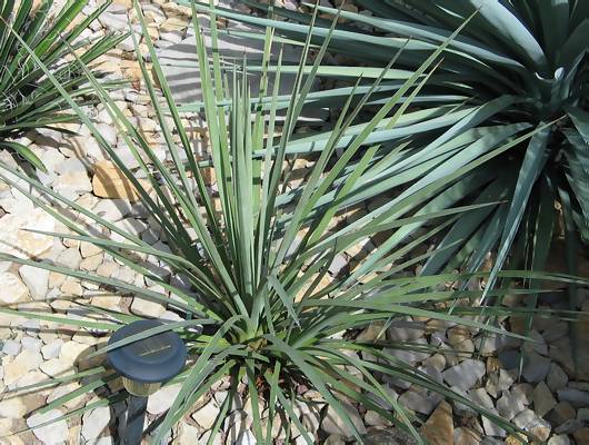 Yucca arizonica.jpg