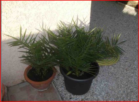 palmiers (2).JPG