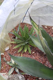 amer. striata qui a souffert , xylonacantha resté &quot;nickel&quot; , palmeri dont le coeur est touché