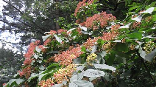 viburnum plicatum la fructification en est moins connue