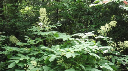 ARALIA RACEMOSA Une jolie espèce herbacée