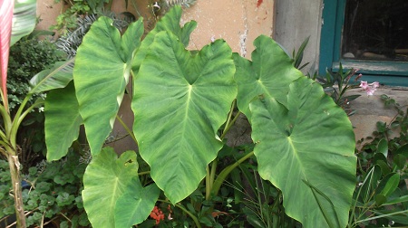 Colocasia en pot.J'ai envie d'essayer de le cultiver en pleine terre comme les arums.
