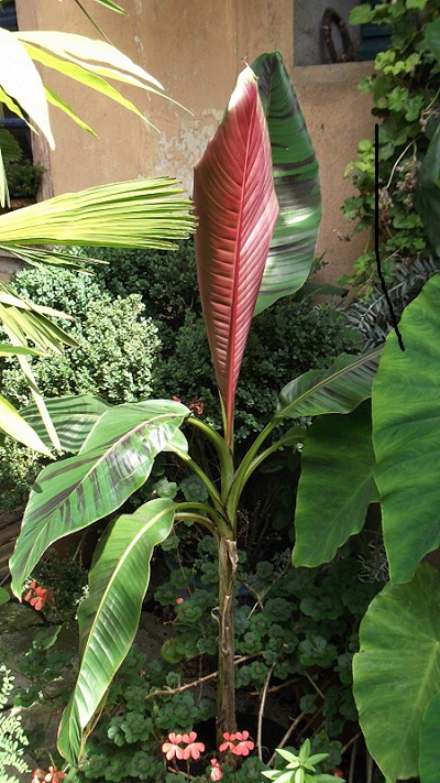 Musa sikkimiensis que je confierai à la terre en 2013