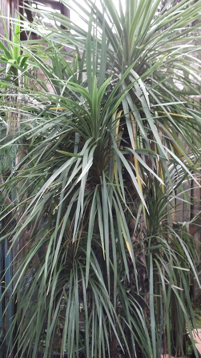 Cordyline en pot qui dépasse les 3M.Je vais devoir la rentrer couchée!Ici ce n'est même pas la peine d'essayer de la planter dehors autant la jeter!