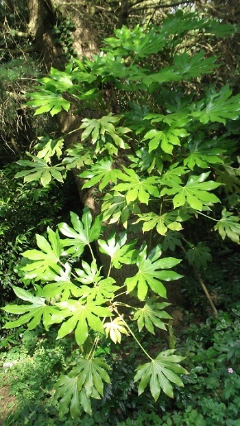 Les fatsias ont apprécié l'humidité de l'été