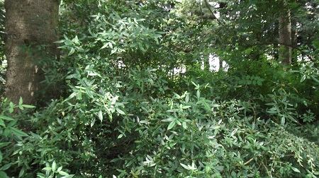 Zanthoxylum planispinum:poivrier des hottentots ou clavelier.Superbe entre deux stipes de jubaea(!)