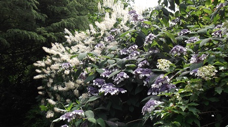 Les hydrangeas arborescents ont été superbes aussi.Aspera villosa je crois avec aesculus parviflora derrière