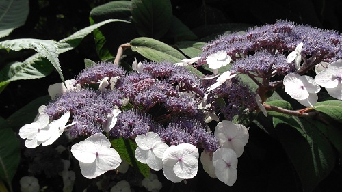 Detail