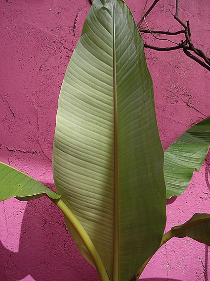Les feuilles sont blanchÃ¢tres dessous
