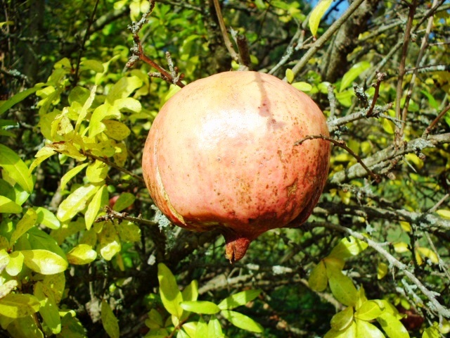 HPIM1118.JPG