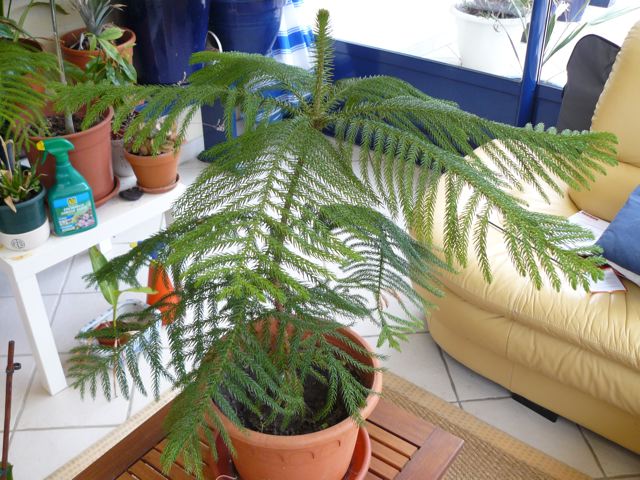 Araucaria heterophylla âgé de trois ans