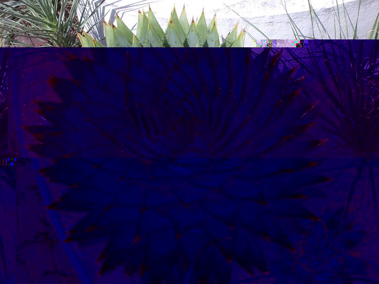 ALOE POLYPHYLLA.jpg