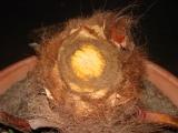 palmier trachycarpus fortunei 001.jpg