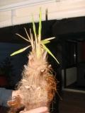 palmier trachycarpus fortunei 003.jpg