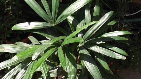 Raphis excelsa en pot.On le croirait presque artificiel mais très beau malgré tout.Il semble mieux pousser à l'ombre.