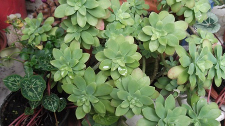 Une jolie crassula très rustique puisqu'elle a enduré les -20 en pot dans ma cour à l'abri de l'humidité!Je ne connais pas son nom d'espèce .Elle fait de jolies grappes de fleurs jaunes.
