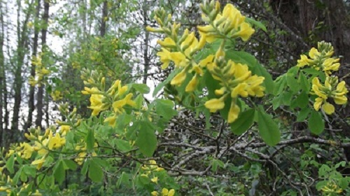Petteria un très beau cytise à fleurs dressées beaucoup plus rustique que c.battandieri.