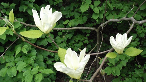 Une teinte originale pour un magnolia