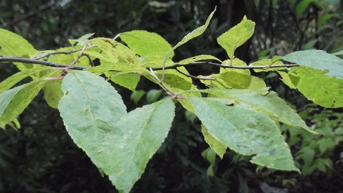 Enigme végétale:un houx,où ça?<br />Ilex verticillata sans grand autre intérêt.