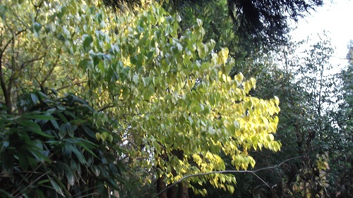 Un arbre du Far-west:maclura oranger(faux!) des osages
