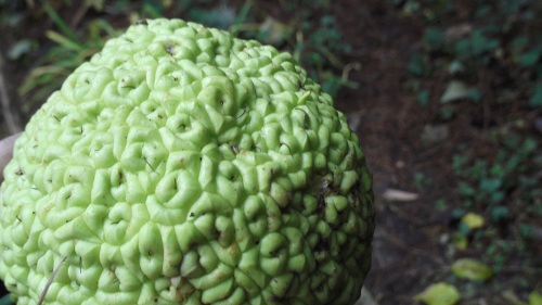Son fruit immangeable mais rigolo sauf quand il tombe!