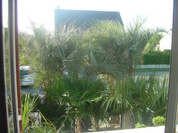CRAZY PALM GARDEN PALM'S.jpg