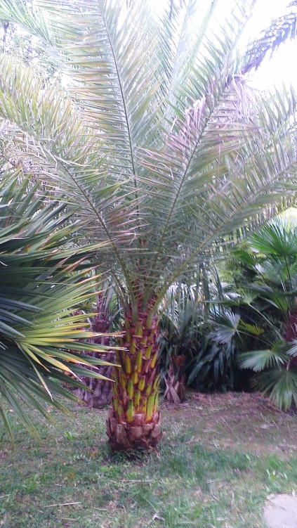 Phoenix sylvestris