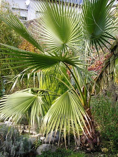 006.24 novembre 2005.JPG