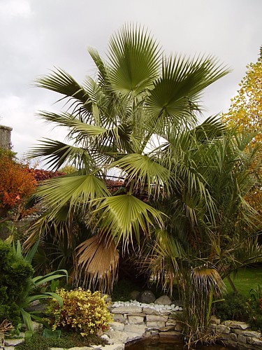 063.02 novembre 2010.JPG