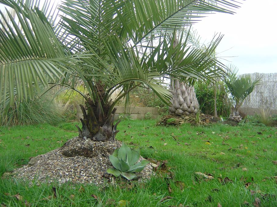 PLANTATIONS SUR BUTTES.jpg