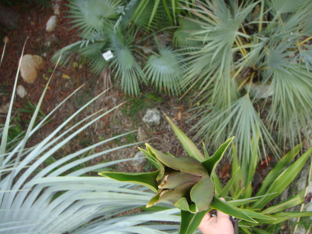 doryanthes palmeri