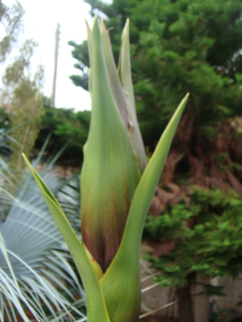 doryanthes palmeri